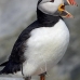 puffin_atlantic_msi_v_1014_can0628.jpg
